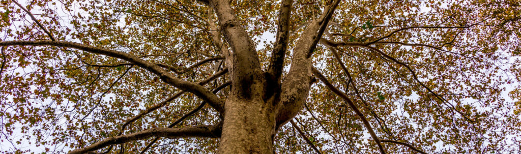 Arbre acquisition digitale